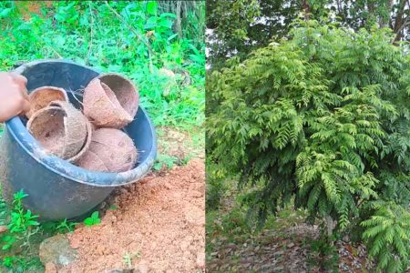 ചിരട്ട കൊണ്ട് ഈ ഒരു സൂത്രം ചെയ്താൽ മതി! ഒരാഴ്ച്ച കൊണ്ട് കറിവേപ്പ് ഭ്രാന്ത് പിടിച്ച് മരം പോലെ തഴച്ചു വളരും! ഇനി എന്നും കറിവേപ്പില നുള്ളി മടുക്കും!! | Curry Leaves Grow Using Coconut Shell
