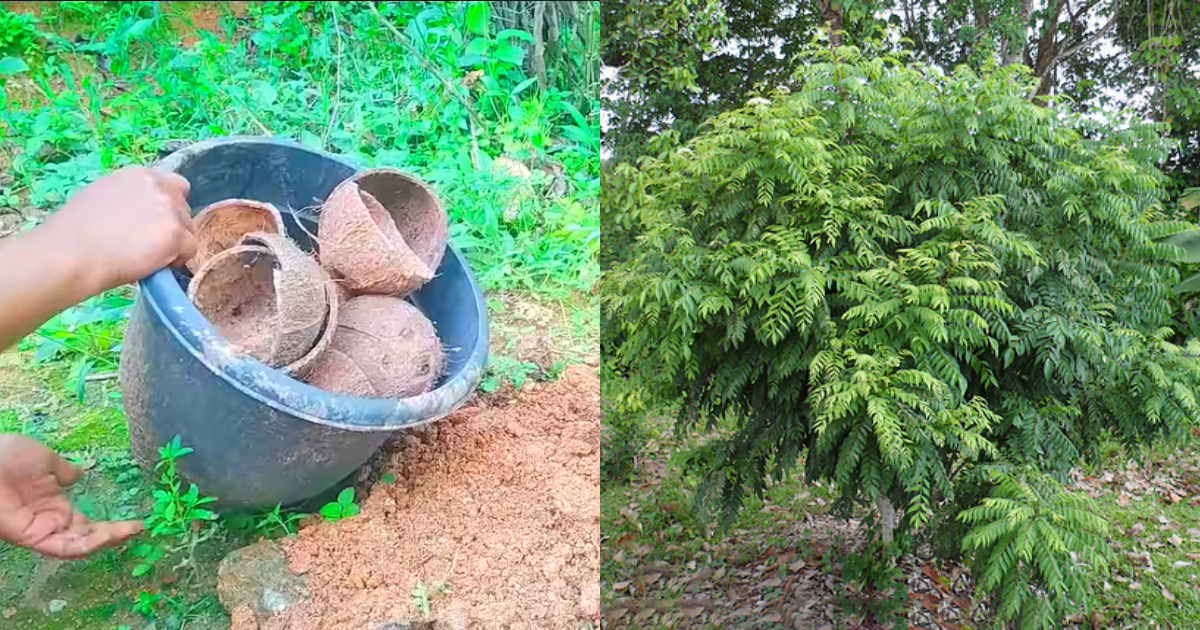 Curry Leaves Grow Using Coconut Shell