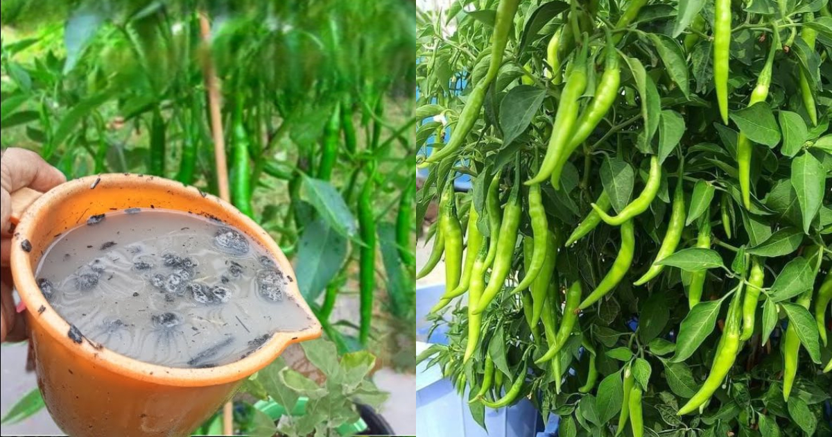 Easy Chili Farming Tips