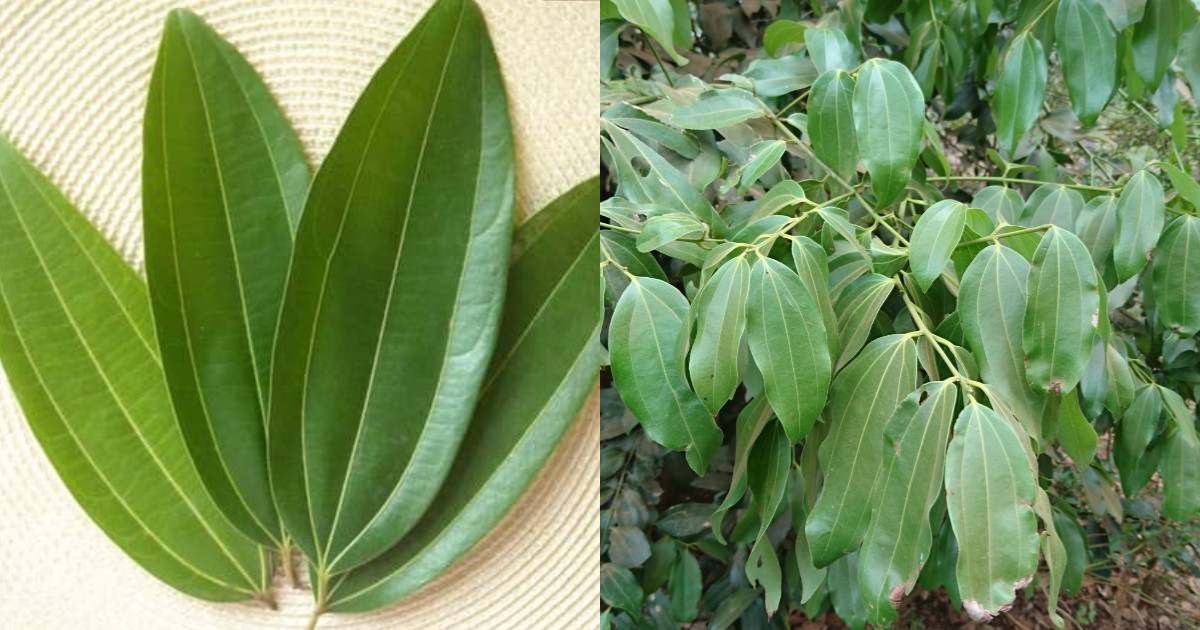 Bay Leaves Benefits