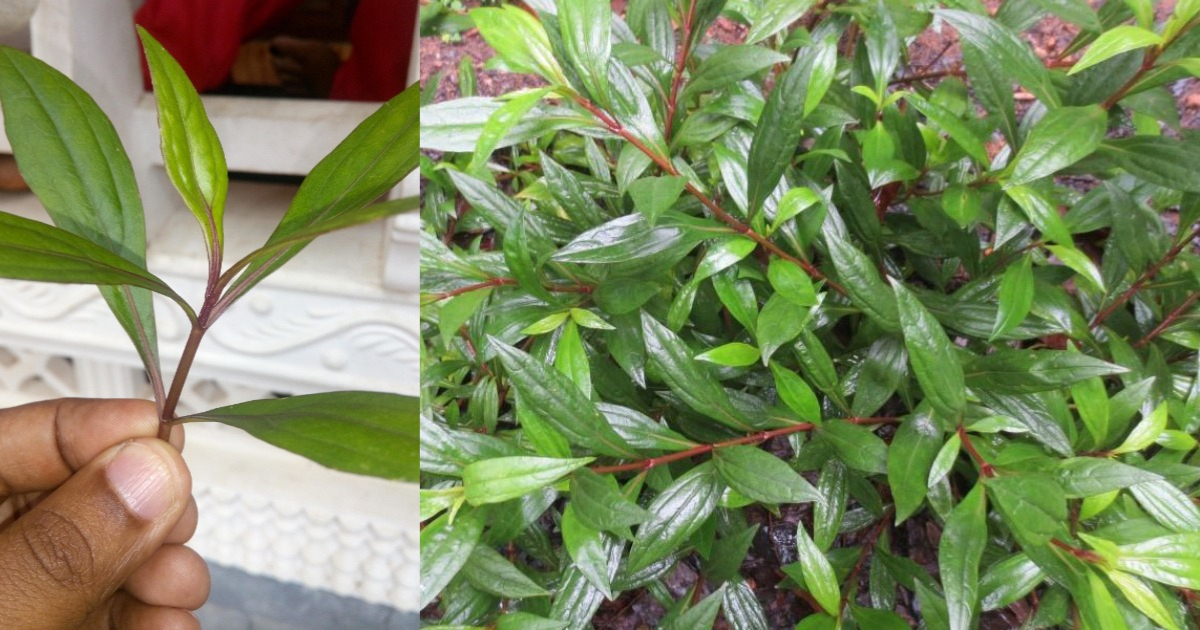 Benefits Of Ayyappana Plant