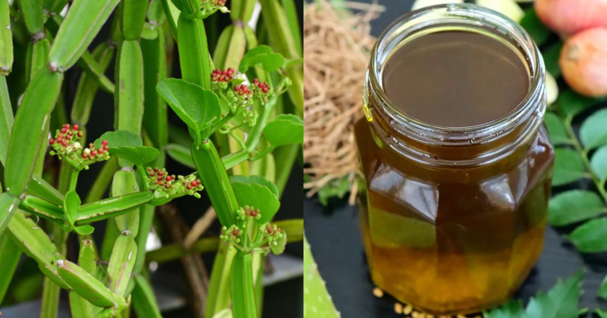 Changalamparanda Plant Oil Preparation