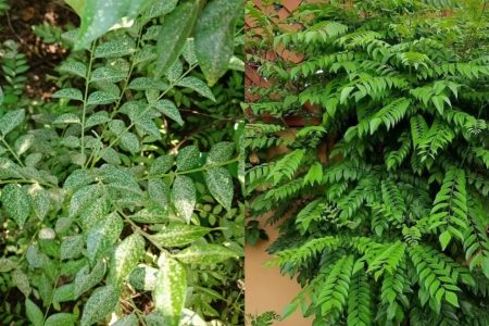 ഈ ഒരു മിശ്രിതം മാത്രം മതി കറിവേപ്പിലെ പുള്ളി കുത്ത് മാറി കാടുപ്പോലെ വളരാൻ! കറിവേപ്പിന്റെ പ്രശ്നങ്ങൾക്കുള്ള കിടിലൻ പരിഹാരം!! | Curry Leaves White Spot