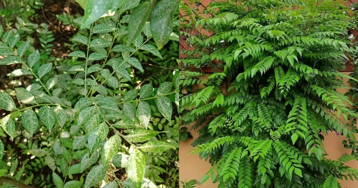 Curry Leaves White Spot