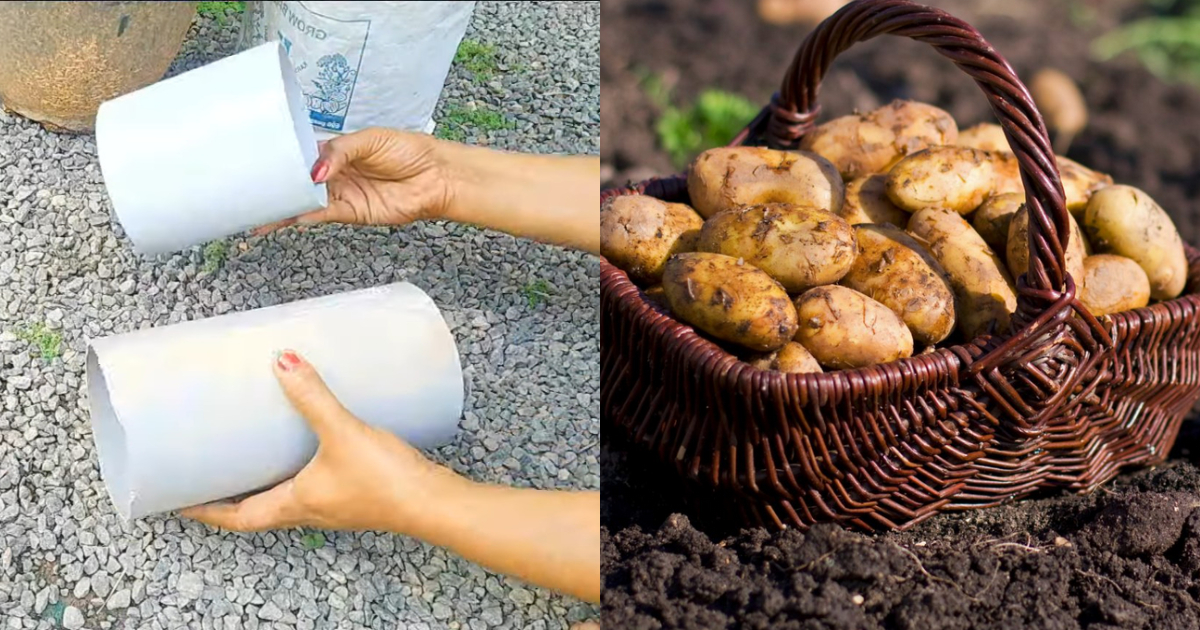 Potato Farming At Home