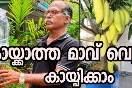ഏത് പൂക്കാത്ത മാവും പൂക്കാൻ കിടിലൻ സൂത്രം! ഇങ്ങനെ ചെയ്താൽ മതി മാവ് കുല കുത്തി കായ്ക്കും! മാവ് പെട്ടന്ന് പൂത്തു കായ്ക്കാൻ ഇതൊന്ന് ചെയ്തു നോക്കൂ!! | Bark Grafting Method For Mango Cultivation