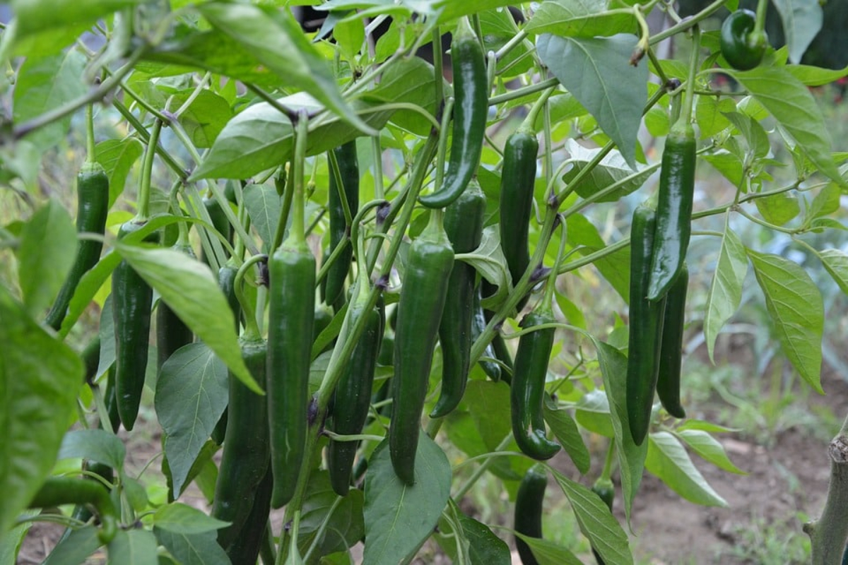 Chili Farming Tips