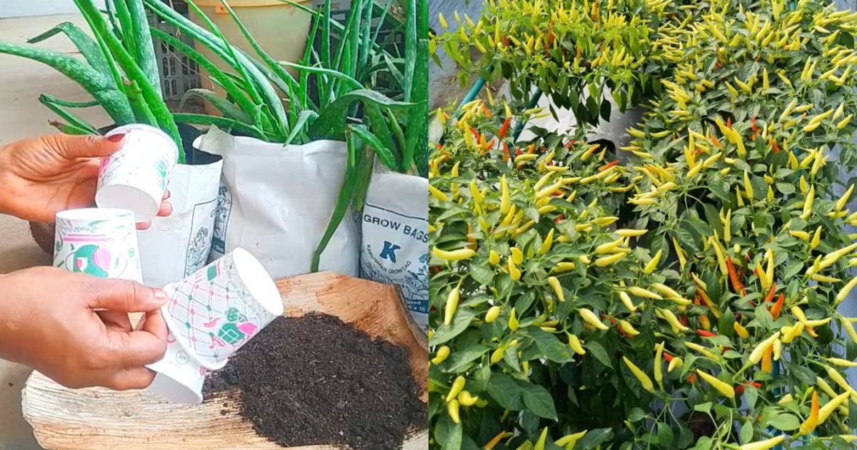 Chilli Cultivation Using Paper Glass