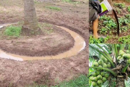 തെങ്ങിന് ഇങ്ങനെ തടം തുറക്കുകയാണെങ്കിൽ തേങ്ങ കുലകുത്തി നിറയും! തെങ്ങിന്റെ ശരിയായ തടം തുറക്കലും ജലസേചനവും!! | Coconut Tree Basin Tips