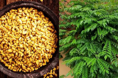 ഉലുവ വീട്ടിൽ ഉണ്ടോ? കറിവേപ്പ് വീട്ടിൽ കാടായി വളർത്താം! ഭ്രാന്ത് പിടിച്ച പോലെ കറിവേപ്പ് തഴച്ചു വളരാൻ ഇനി ഉലുവ മാത്രം മതി!! | Curry Leaves Cultivation Using Fenugreek