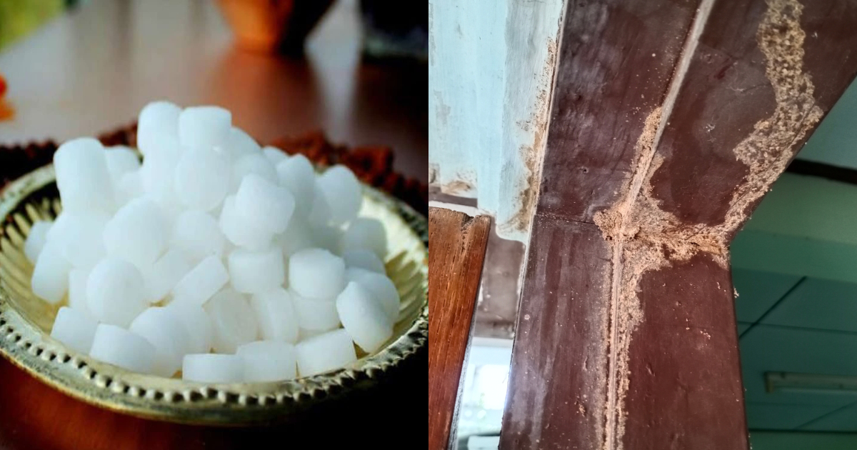 Easy Get Rid of Termites Using Karpooram