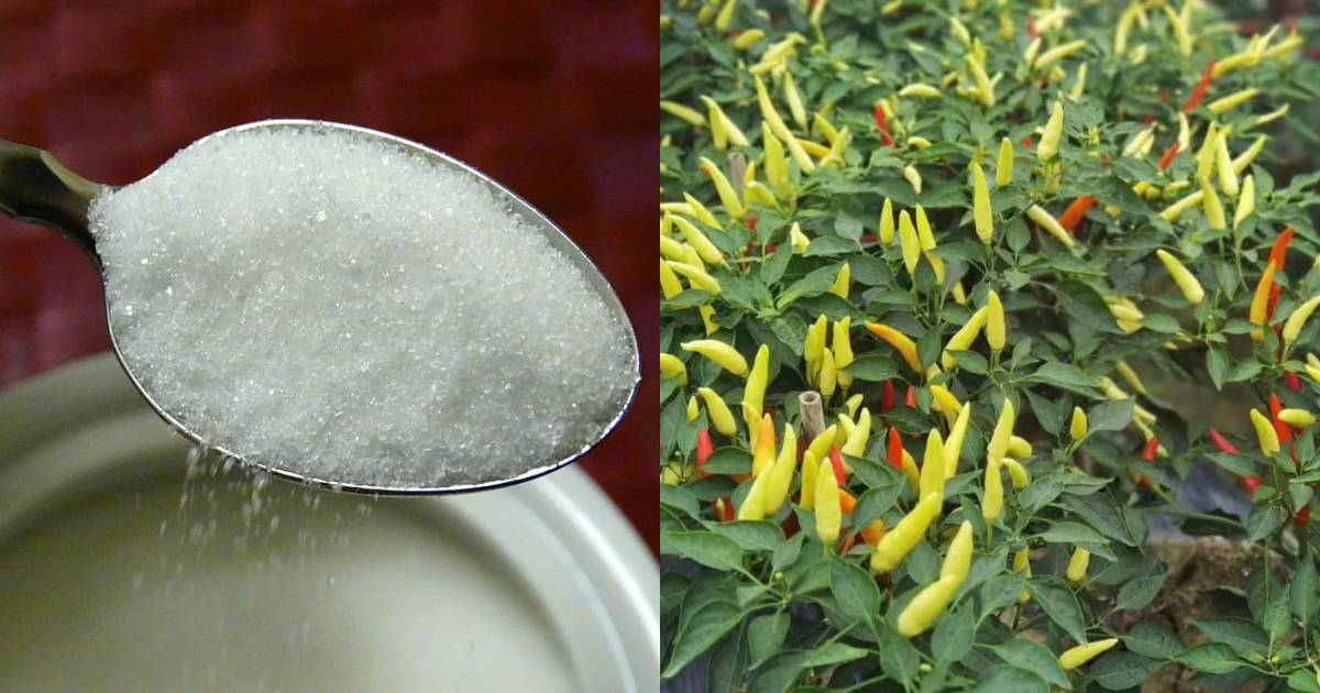 Grow and Cultivate Chilli at Home