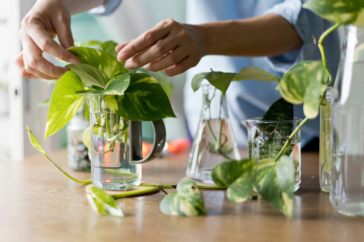 How to Grow Money Plant at Home