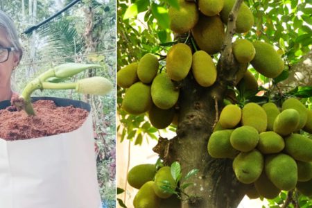 ഇനി പ്ലാവ് ഇങ്ങനെ നട്ടു നോക്കൂ! 6 മാസം കൊണ്ട് ചക്ക വിളവെടുക്കാം! കൃഷിക്കാരൻ പറഞ്ഞു തന്ന കിടിലൻ സൂത്രം!! | Jackfruit Cultivation Tips Using Aloevera