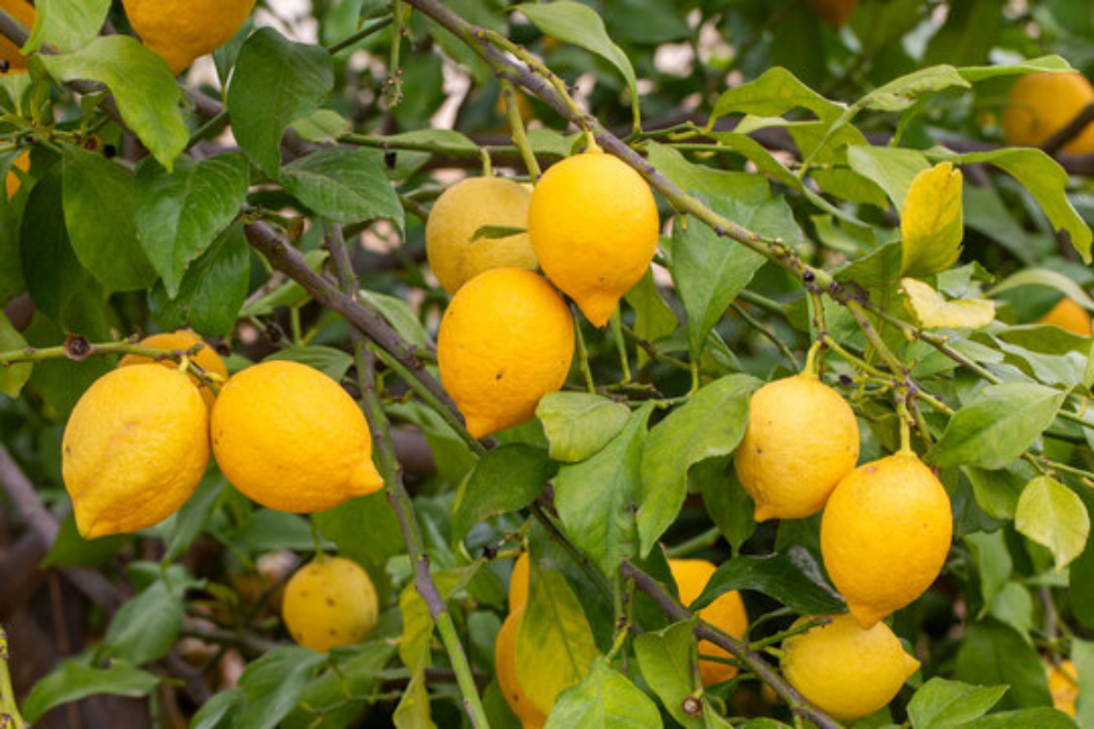 Lemon Farming Tips
