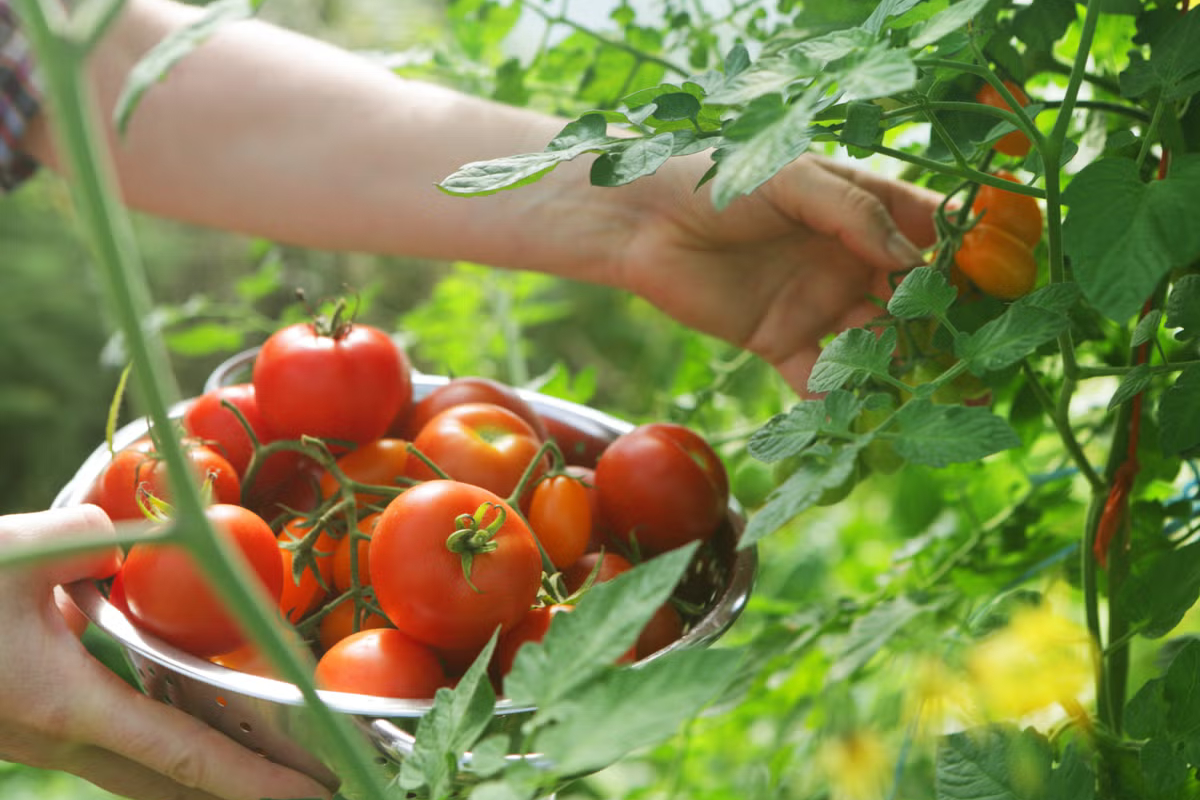 Tomato Farming Tips