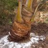 Coconut Tree Plant Care Tricks