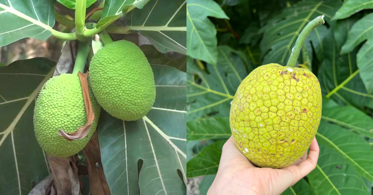 Breadfruit Benefits