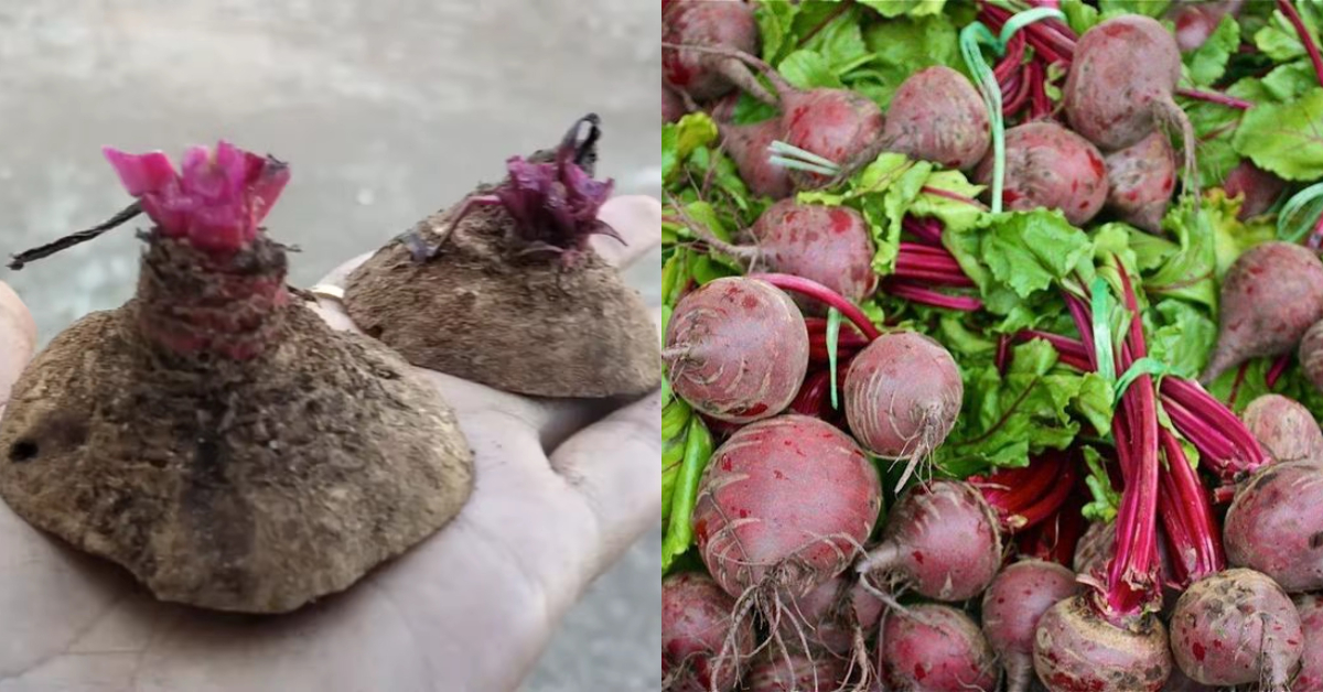 How To Grow Beetroot At Home