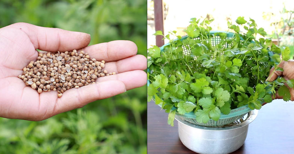 How To Grow Coriander At Home