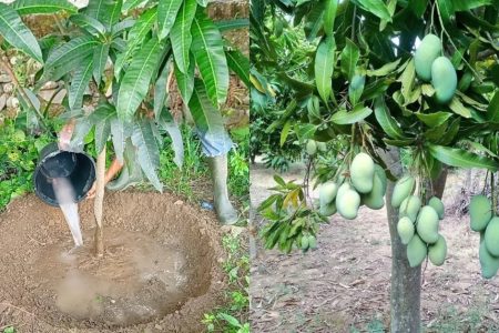 അടുത്ത സീസണിൽ മാവ് കായ്ക്കാൻ ഇപ്പോൾ തന്നെ ഇത് ചെയ്യണം! ഇനി ഏത്‌ കായ്ക്കാത്ത മാവും കുലകുത്തി നിറയെ കായ്ക്കും!! | How to Prepare Mango Trees for Next Season Flowering