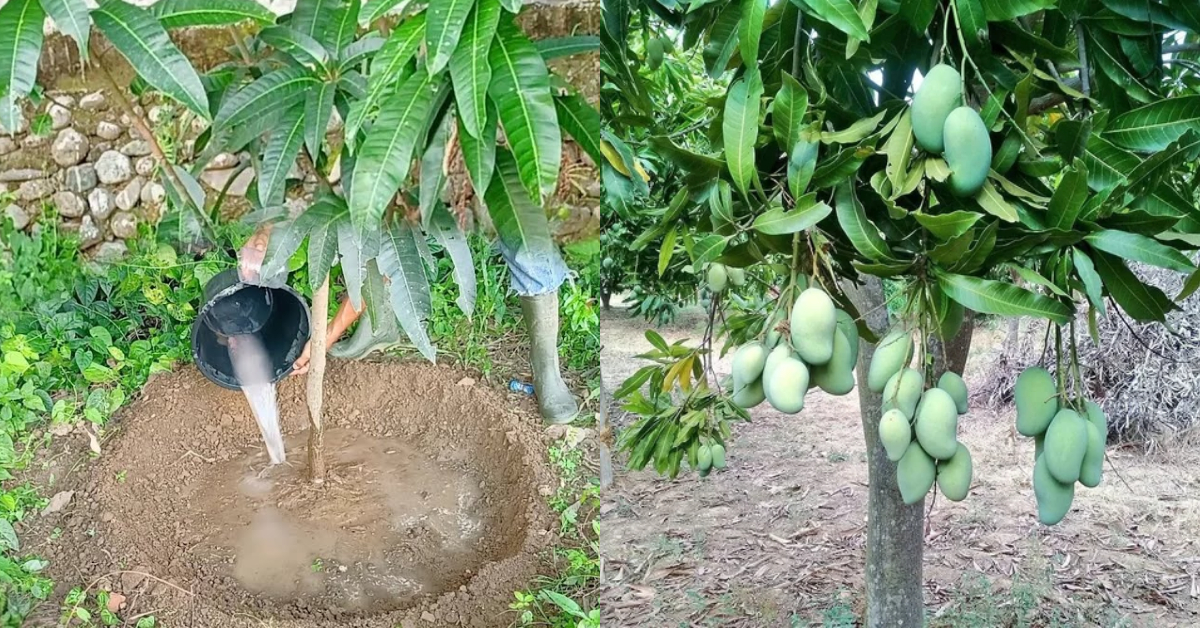 Mango Tree