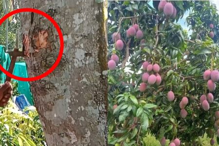 മാവ് പൂത്തു കായിക്കാൻ ഇതാ ഒരു സിംപിൾ ട്രിക്ക്! ഏത് കായ്ക്കാത്ത മാവും ഇനി കായ്ക്കും ഇങ്ങനെ ചെയ്താൽ മാത്രം മതി!! | Simple Mango Tree Cultivation Method