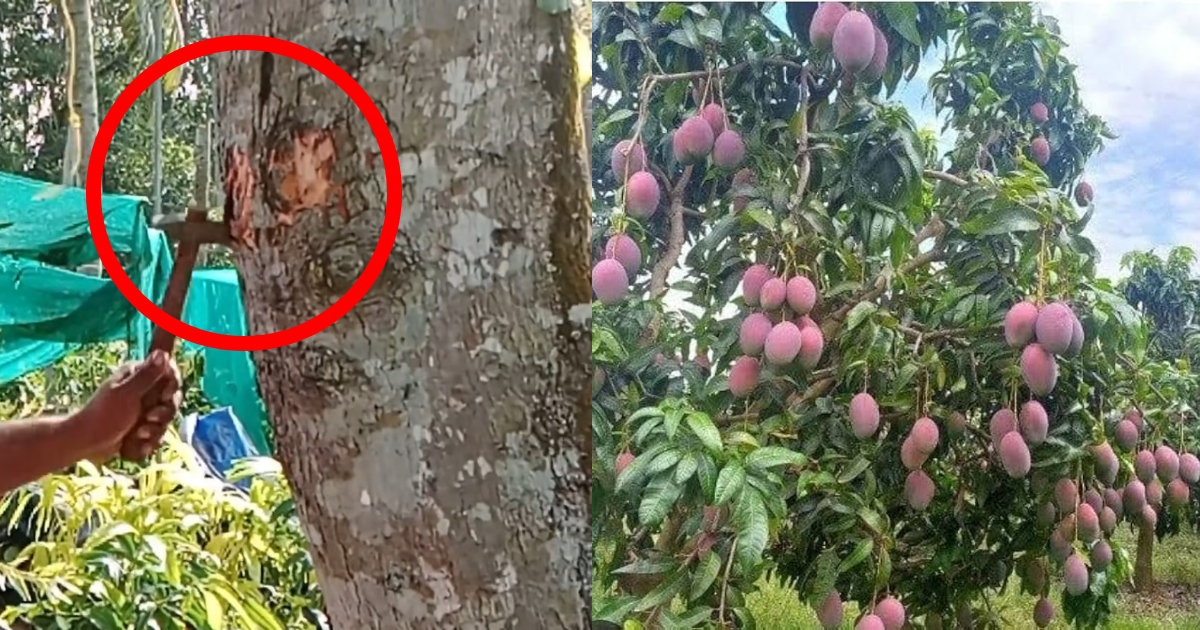 Simple Mango Tree Cultivation Method