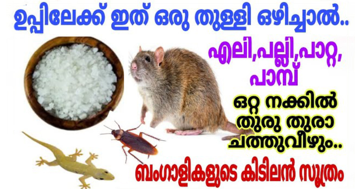 How to Get Rid of Rats in Home