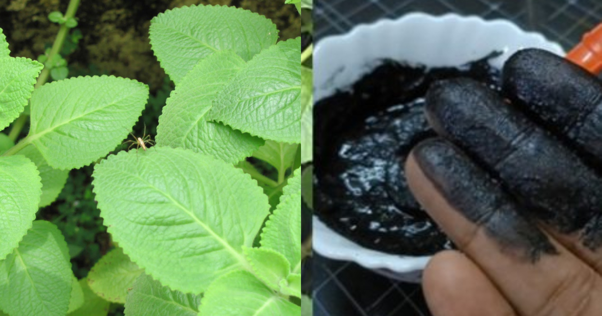 Natural Hair Dye Using Panikoorka