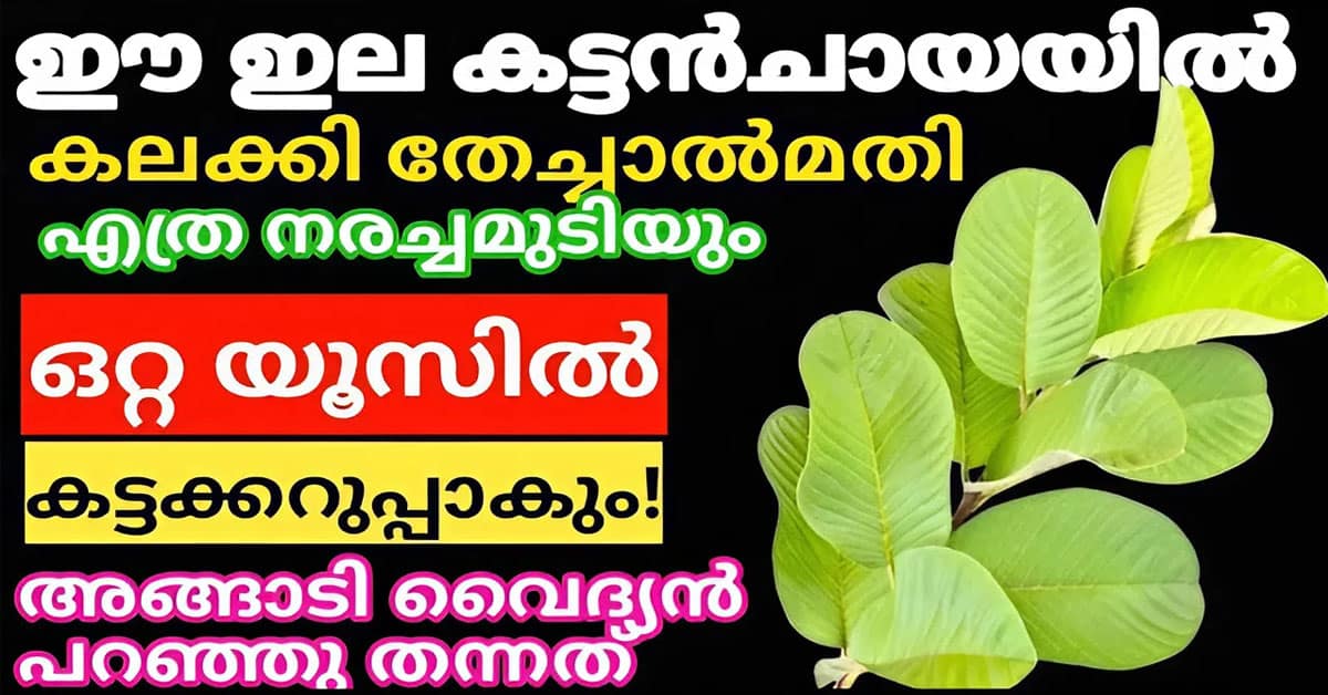 Natural Hair Dye Using Guava Leaves
