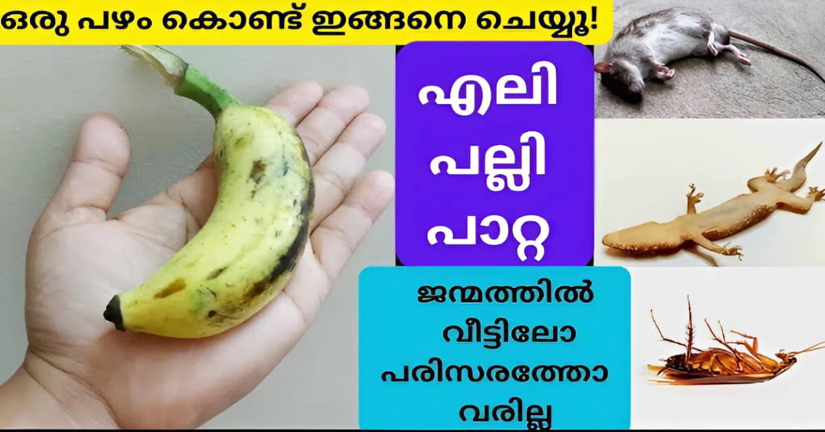 Get Rid of Pests Using Banana