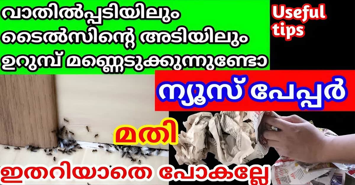 Easy Get Rid of Termites and Ants