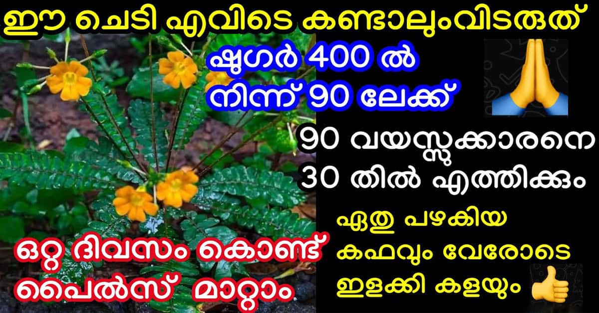 Mukkutti Plant for Diabetes