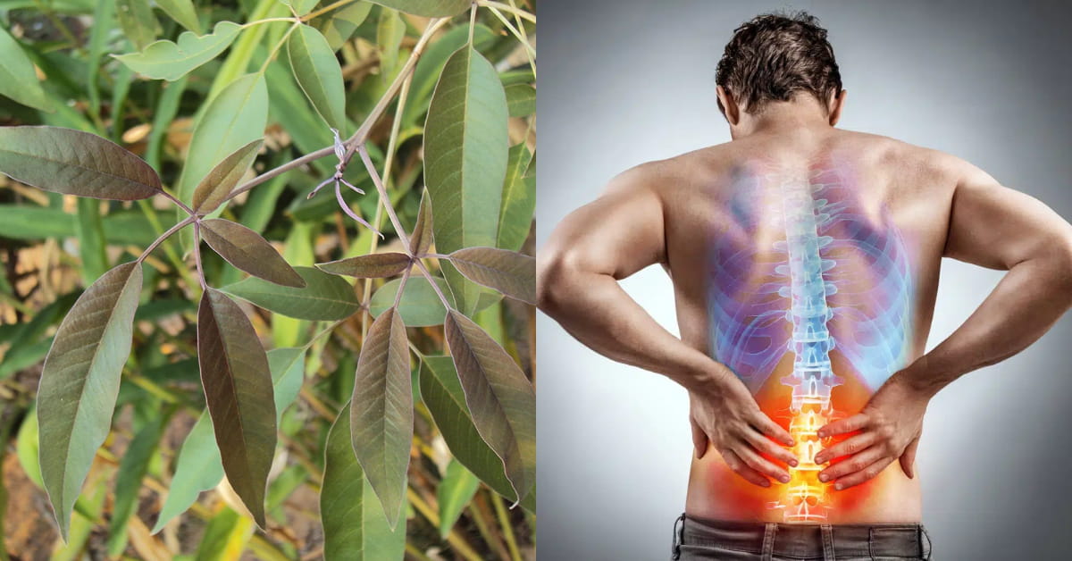 Back Pain Relief