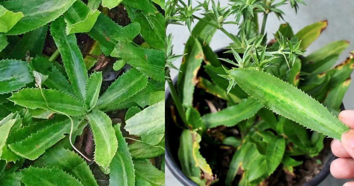 African Malliyila Propagation