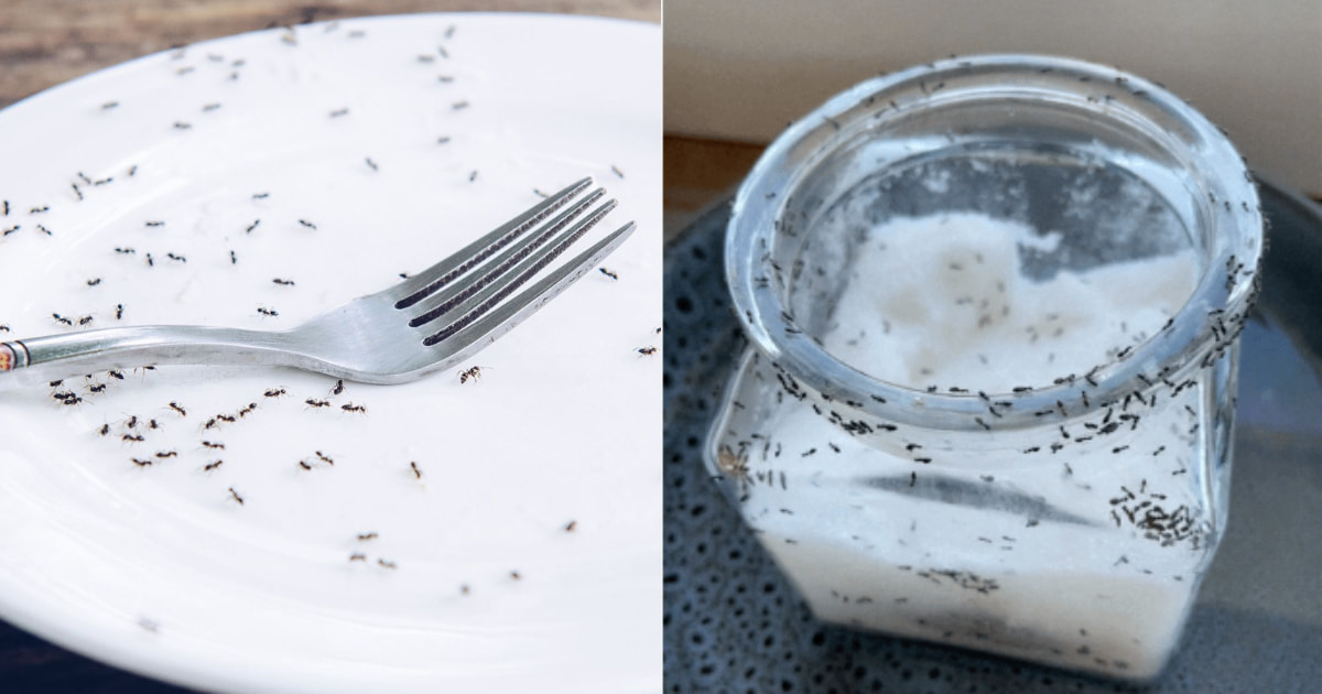 Ant Control Kitchen Tips