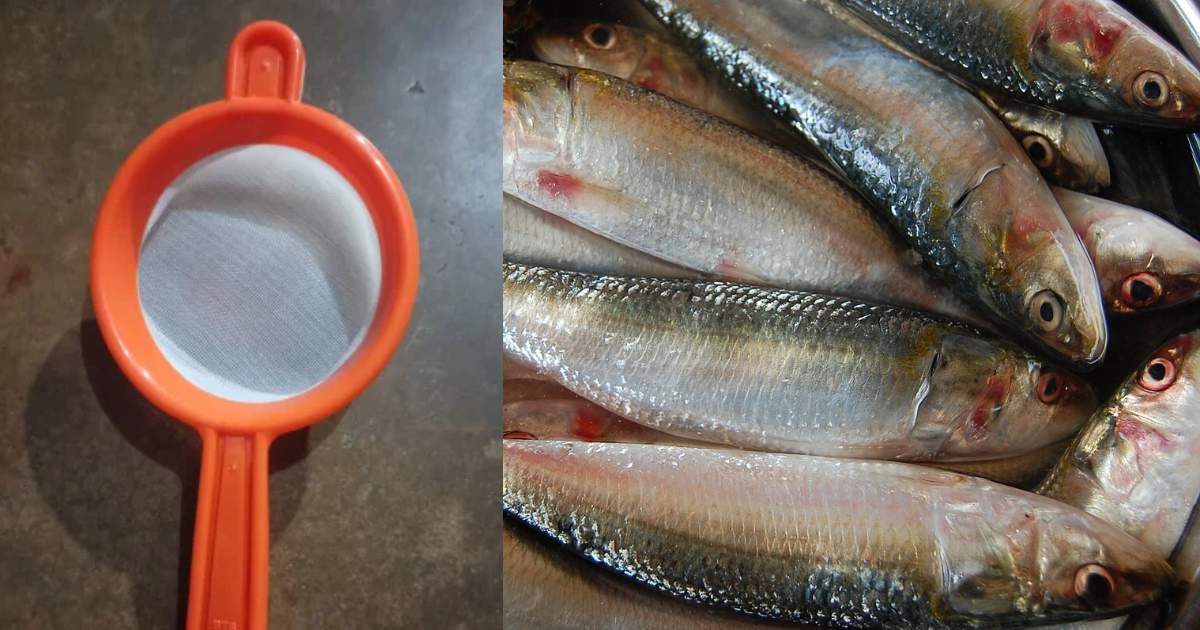 Fish Cleaning Tips Using Stainer