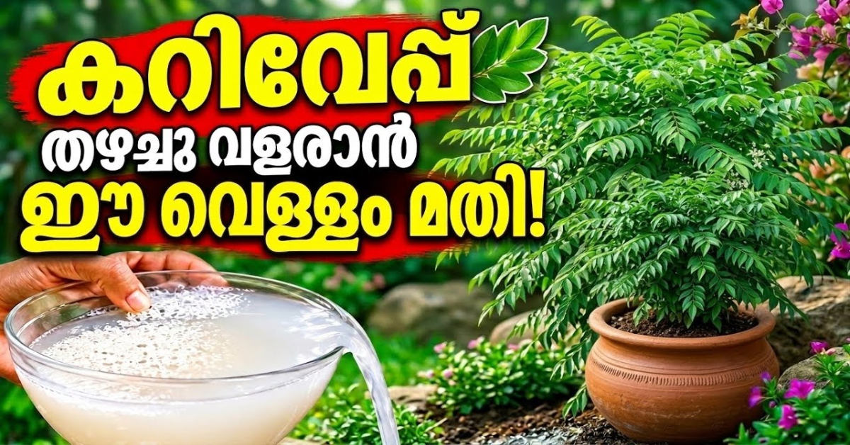 Curry Leaf Plant Care