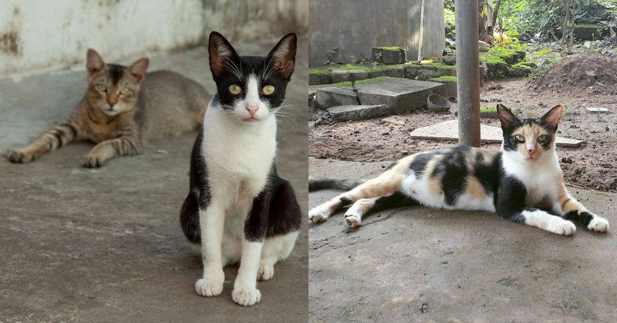 Cat Vastu Beliefs