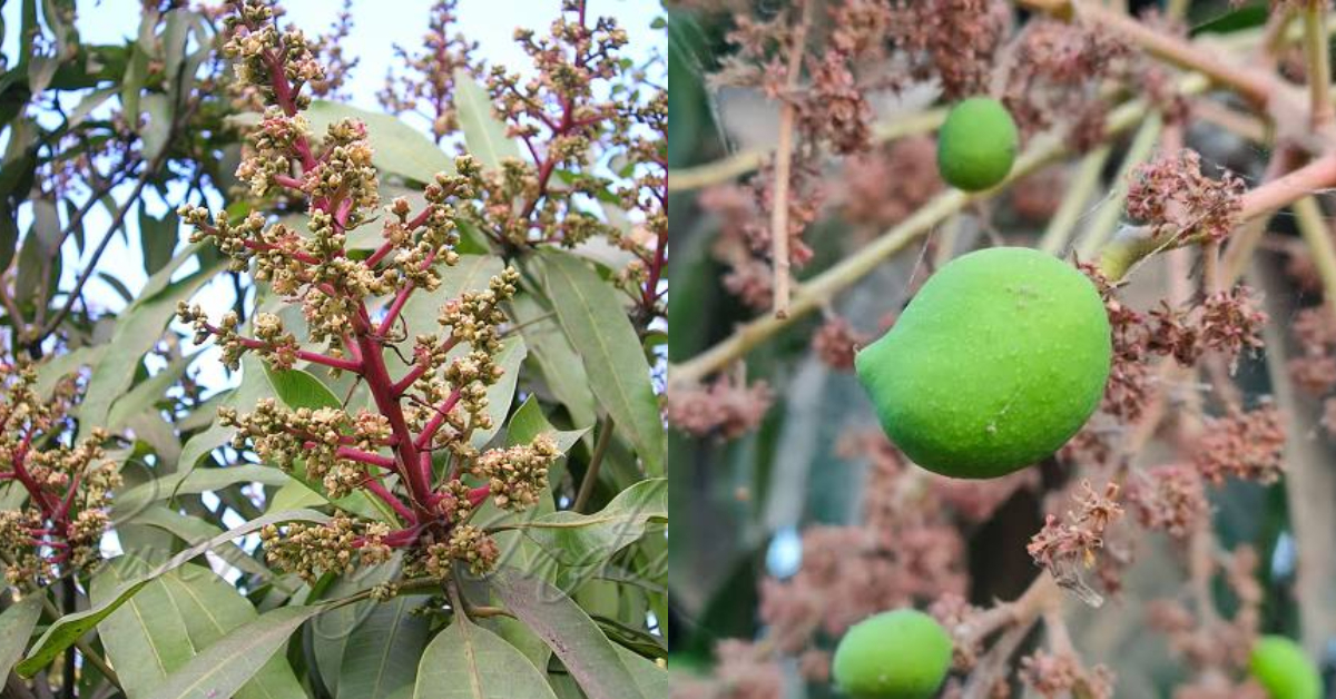 Mango Tree Flowering Tips