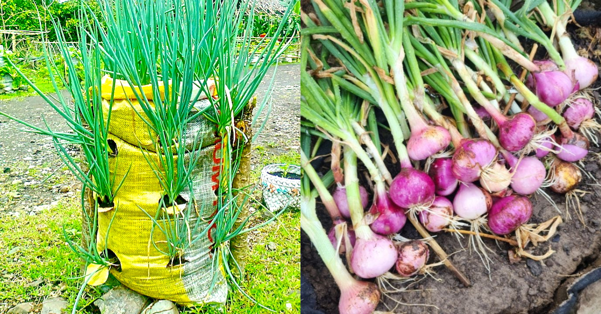 Big Onion Cultivation