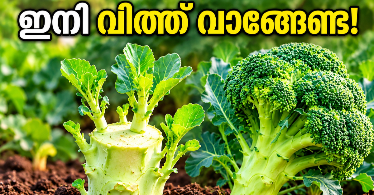 Broccoli Cultivation